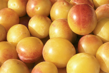 Mirabellen nach der Ernte