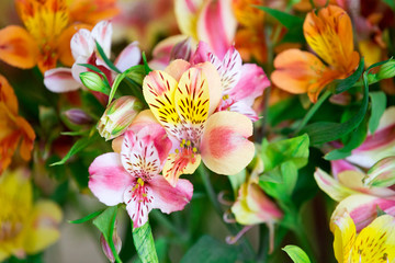 Daylily closeup on a blurred background
