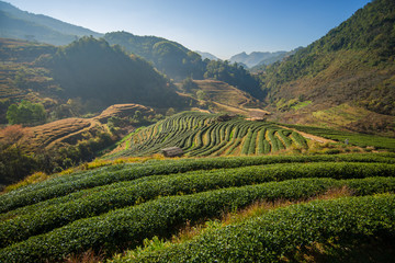 Green tea plantation