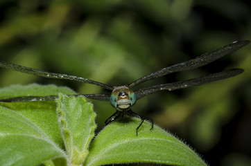 Linda libelula