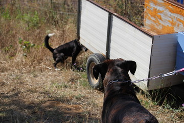 chien qui observe une chienne : cane corso