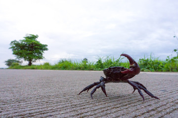 Somanniathelphusa in nature