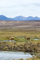 landscape in Andes.  Peru.