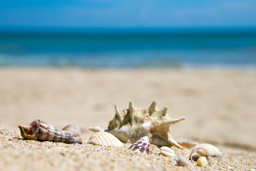 Shells on sandy beach