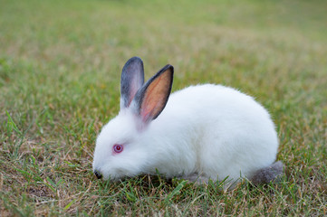 White rabbit grazing on a green meadow
