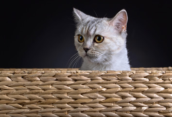  Scottish straight cat in box .