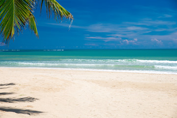 tropical beach with palm trees and blue lagoon