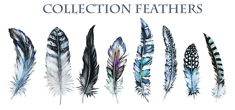 Watercolor collection of feathers. Illustration Isolated on white background. blue Feathers of different birds for decoration