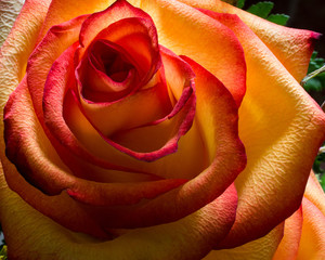 Red and Yellow Rose