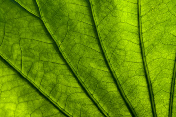 Fototapeta na wymiar Lotus leaf close up, background`
