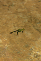 frog