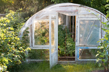Homemade greenhouse with tomatoes plants inside. Warm sunny day