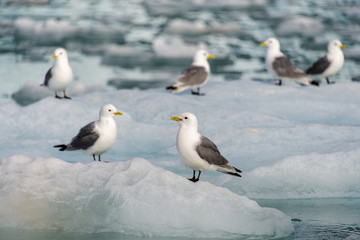 Seagull with open beak