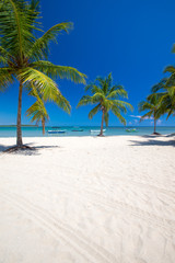 tropical beach with palm trees and blue lagoon