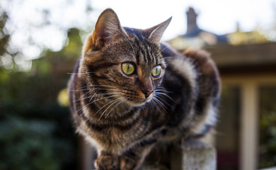 Naklejka na ściany i meble Tabby Cat on a garden fence