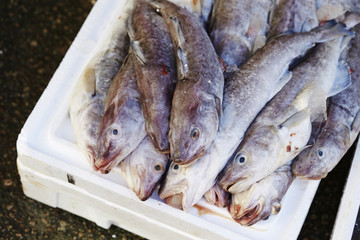 fresh fish in the market