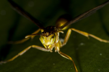 Macro universo