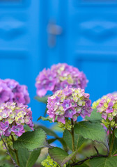 Flowers before old door of a frisian house in northern germany