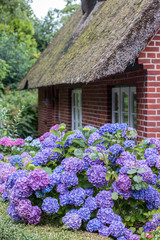 Flowers before a frisian house in northern germany