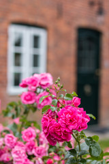 Flowers before old door of a frisian house in northern germany