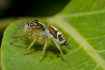 aranha