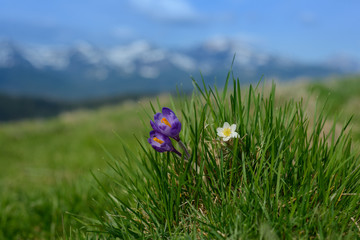 Obraz premium Spring crocus flowers in snow - in background snowy mountains 