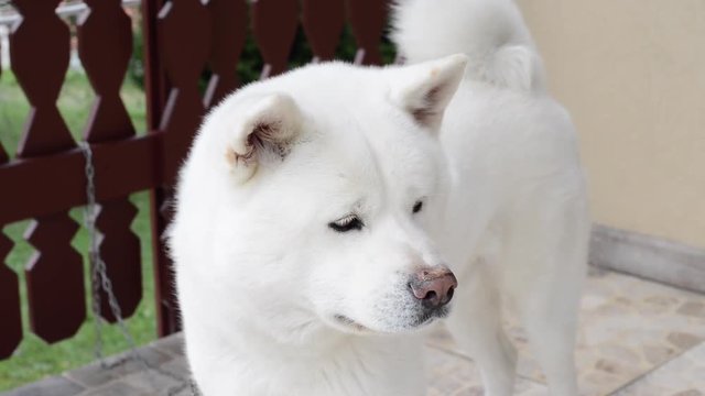 Akita. The Akita is a large breed of dog originating from the mountainous northern regions of Japan.