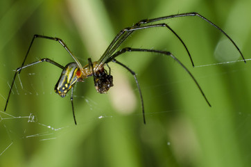 aranha