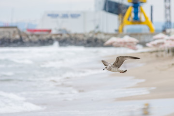 Seagul on the beach