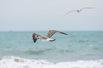 Seagul on the beach