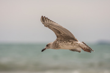 Seagul on the beach