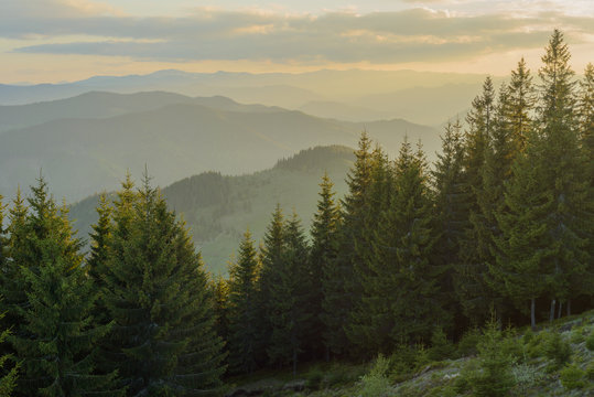 Fototapeta Landscape at sunset in the mountains and rows of coniferous trees in the Carpathians