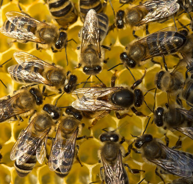 Queen bee lays eggs in the honeycomb.