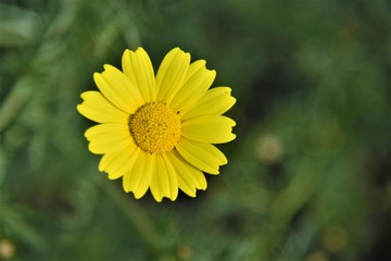 Une fleure jaune
