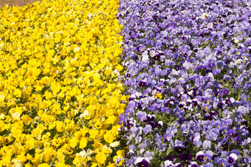 Annual flowers contrast overall plan
