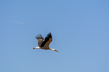 Storch am fliegen mit ausgespannten Flügel 