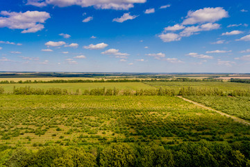 Fototapeta na wymiar Aerial view of the yellow and green fields.