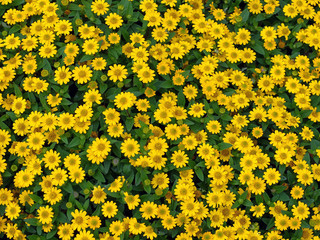 Gelber Blumenhintergrund