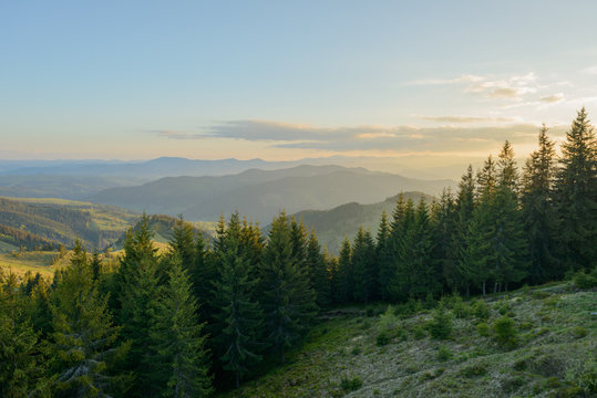 Fototapeta Landscape at sunset in the mountains and rows of coniferous trees in the Carpathians