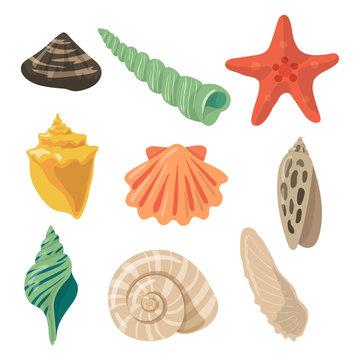 Summer tropical objects. Marine shells in cartoon style. Vector pictures set