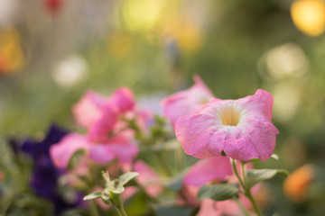 Obraz premium Summer flowers are on an abstract blurred natural background of pastel tones. Hello, blooming summer!