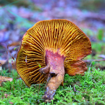 phylloporus rhodoxanthus mushroom