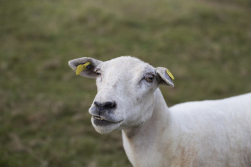 Fototapeta premium Sheep