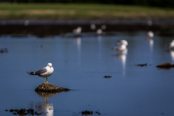Seagulls on rocks