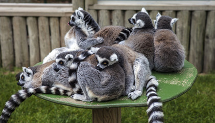 Group of Lemur's