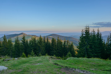 Landscape at sunset in the mountains and rows of coniferous trees in the Carpathians