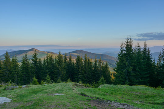 Fototapeta Landscape at sunset in the mountains and rows of coniferous trees in the Carpathians