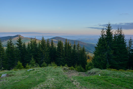 Fototapeta Landscape at sunset in the mountains and rows of coniferous trees in the Carpathians