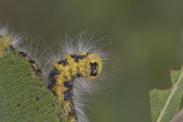buff-tip caterpillar rear end