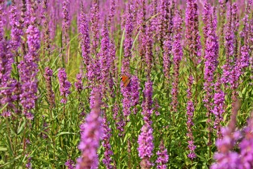 Naklejka premium Tagpfauenauge (Aglais io) an Gewöhnlichem Blutweiderich (Lythrum salicaria) im leeren Edersee 